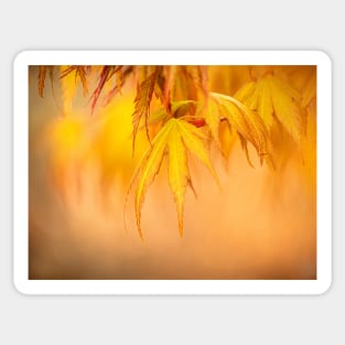 Orange Acer Leaves Sticker